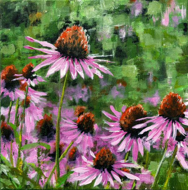Cone Flowers